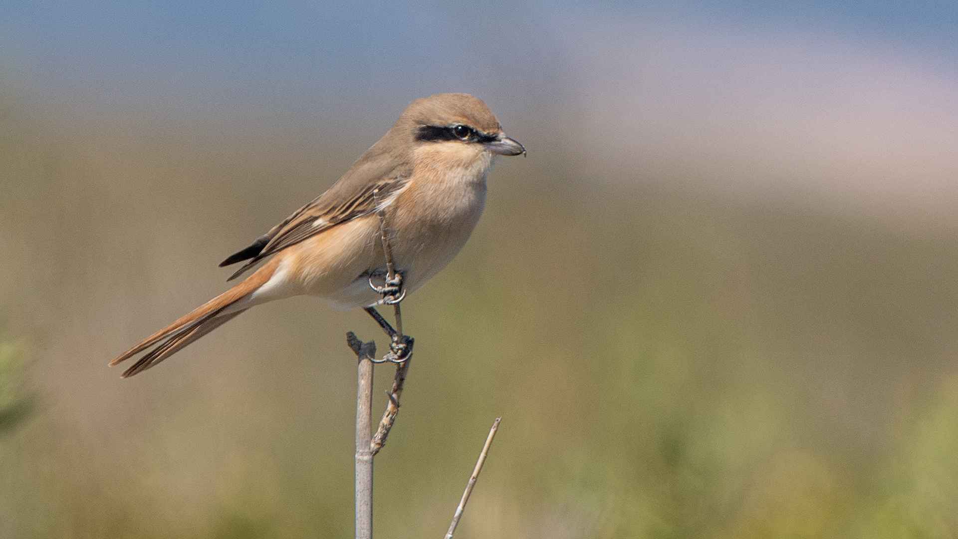 Isabelline Shrike